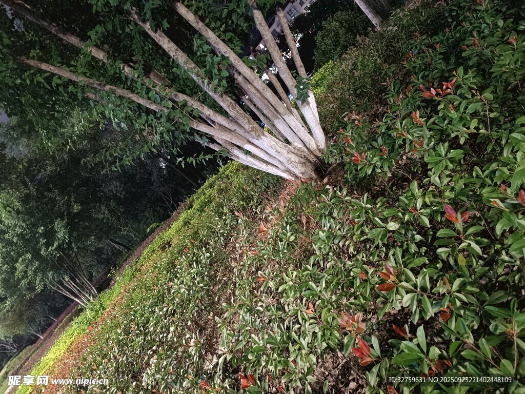 林间花草环绕的树木景观