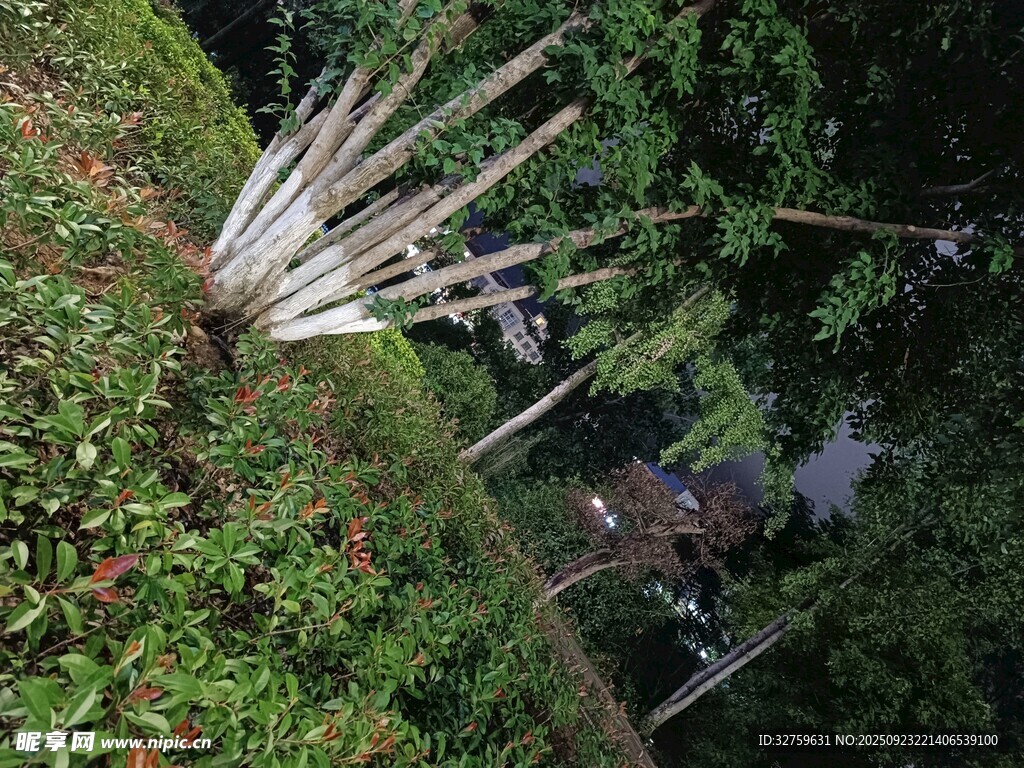 茂密丛林中的高大植物