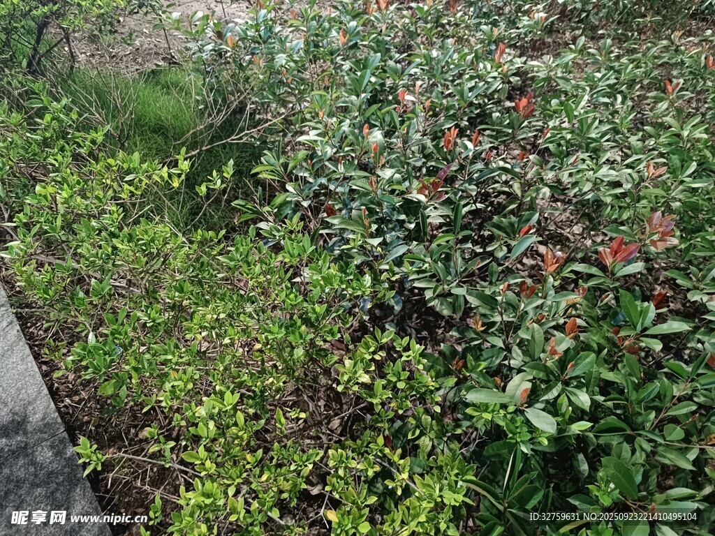 绿植景观