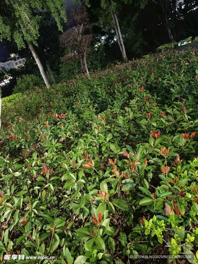 夜幕下的繁茂绿植景观
