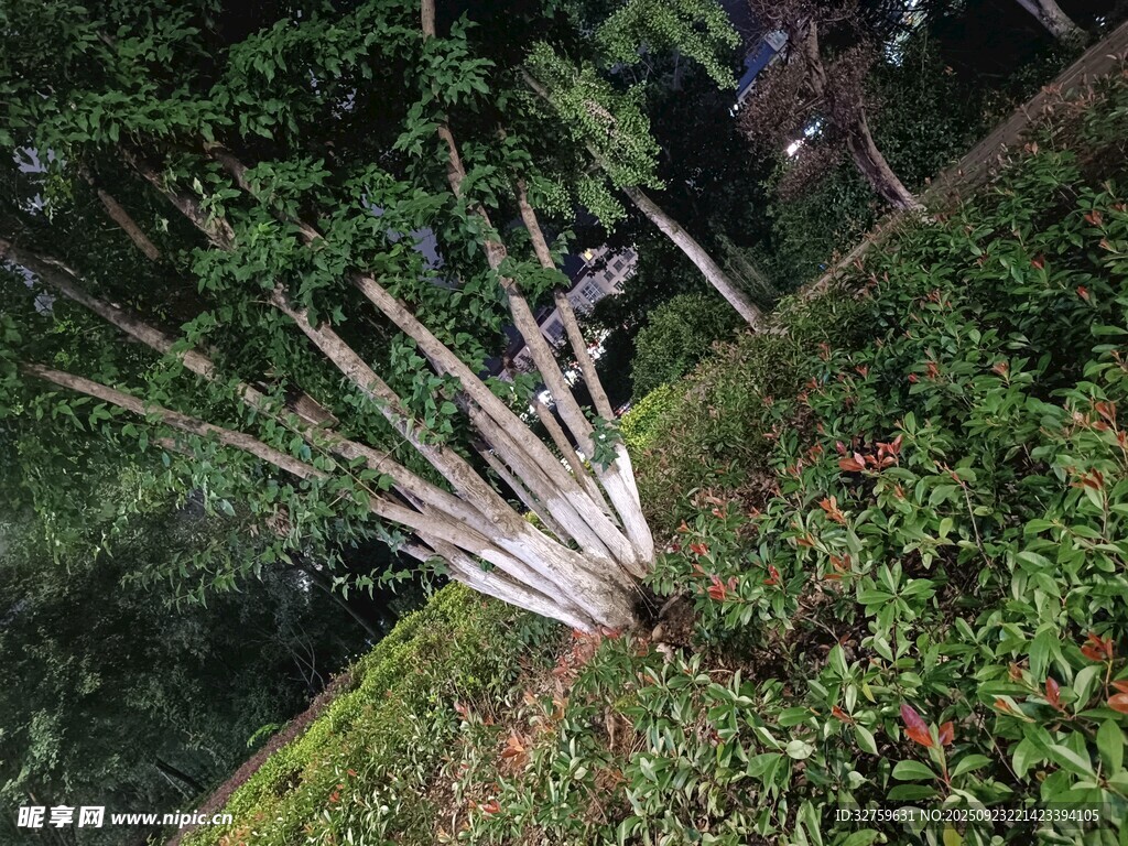 山林中的奇特植物景观