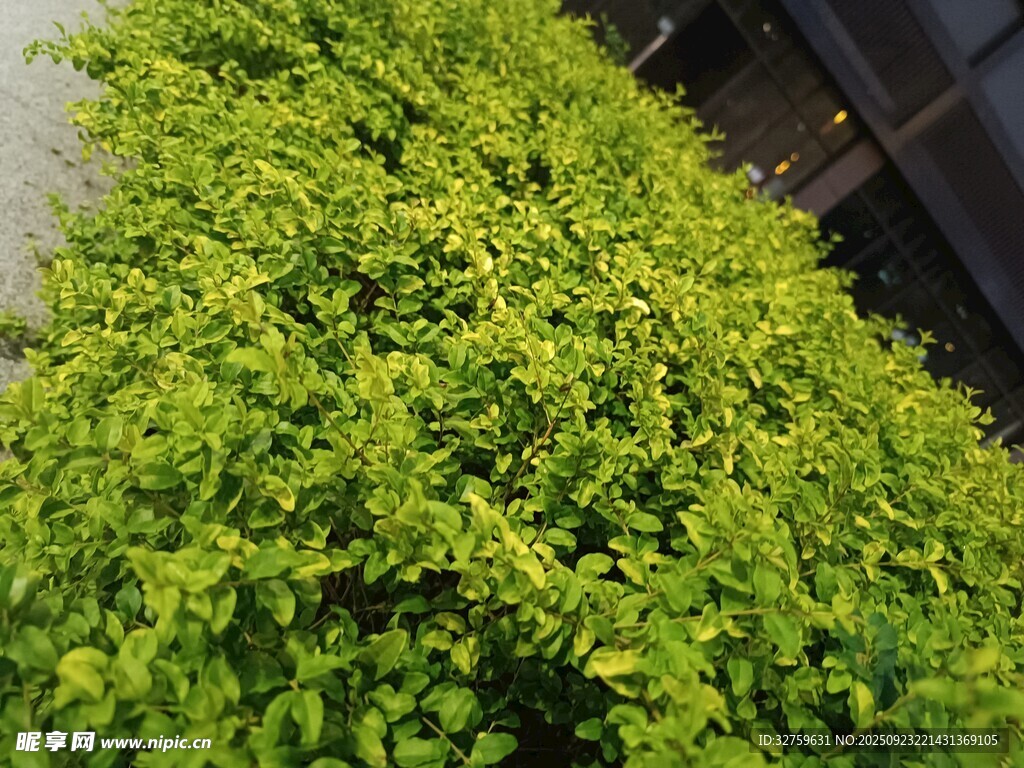 翠绿繁茂的灌木丛