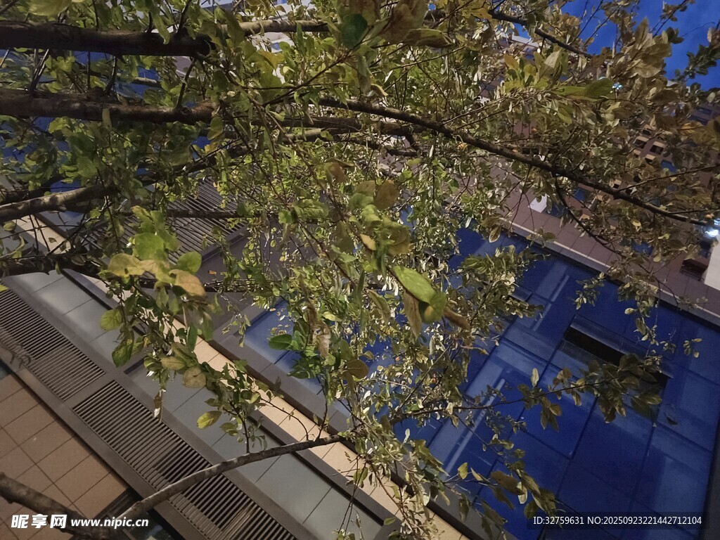 透过枝叶看蓝色建筑