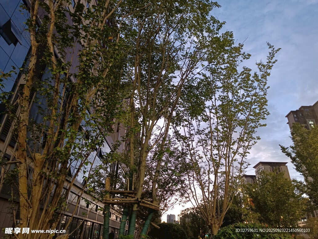 户外繁茂树木景观