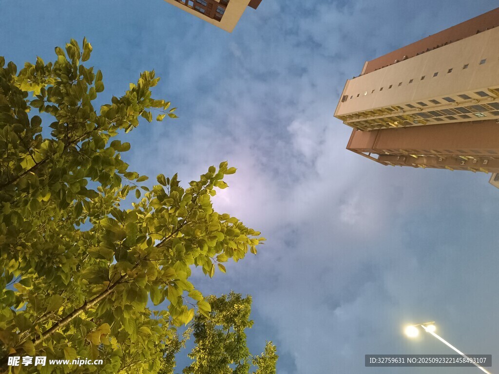 仰视城市楼宇与绿树