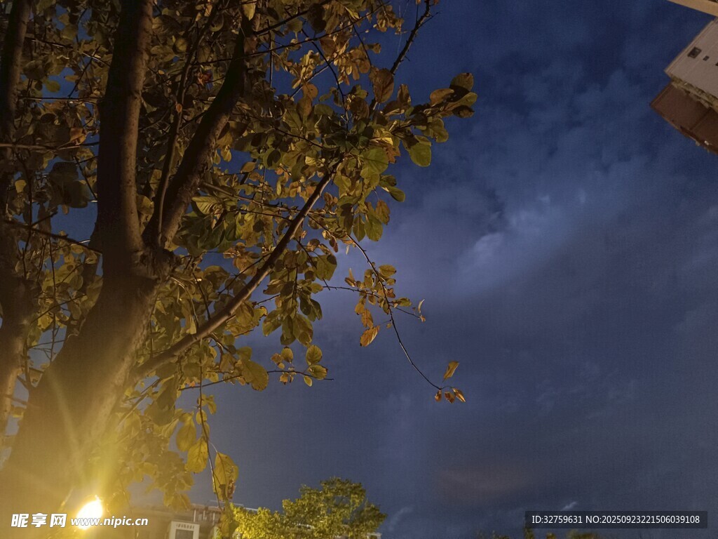 夜幕下的树木与夜空景色