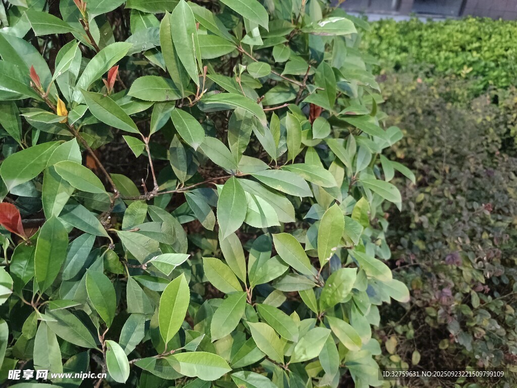 绿叶繁茂的灌木丛