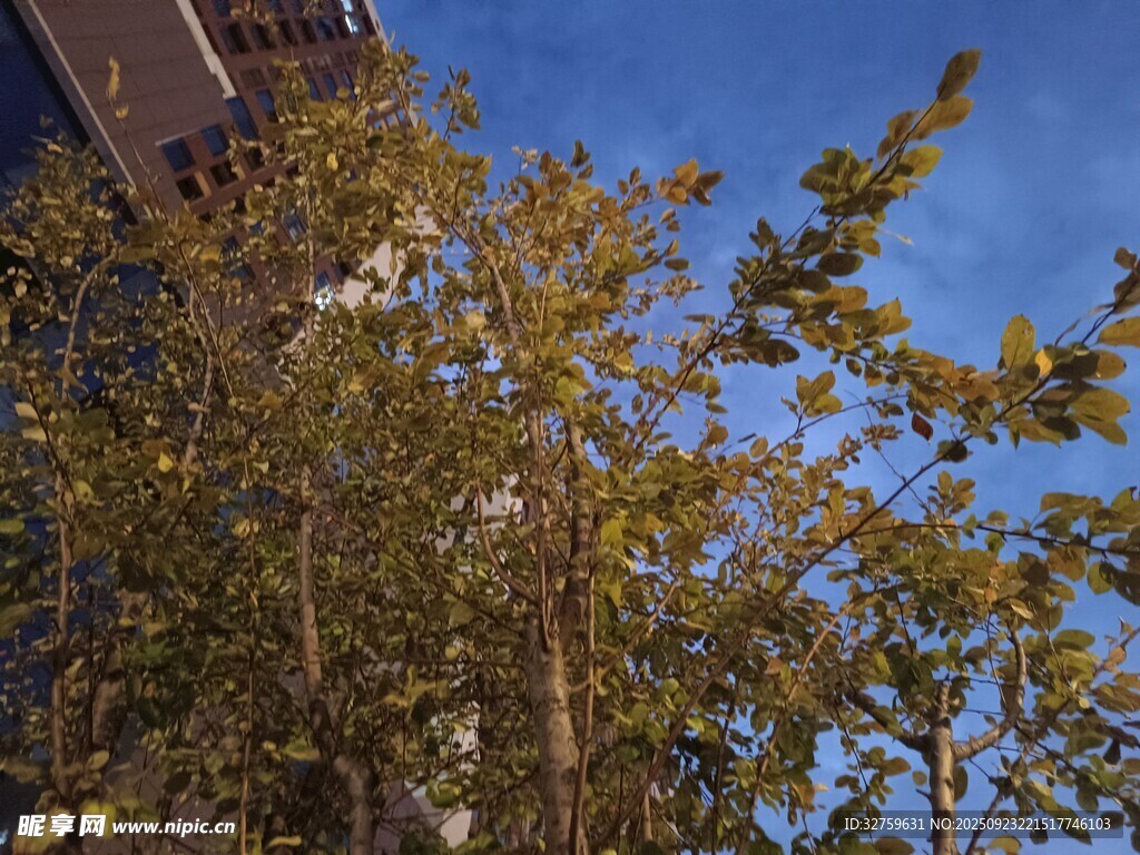 蓝天映衬下的繁茂绿树