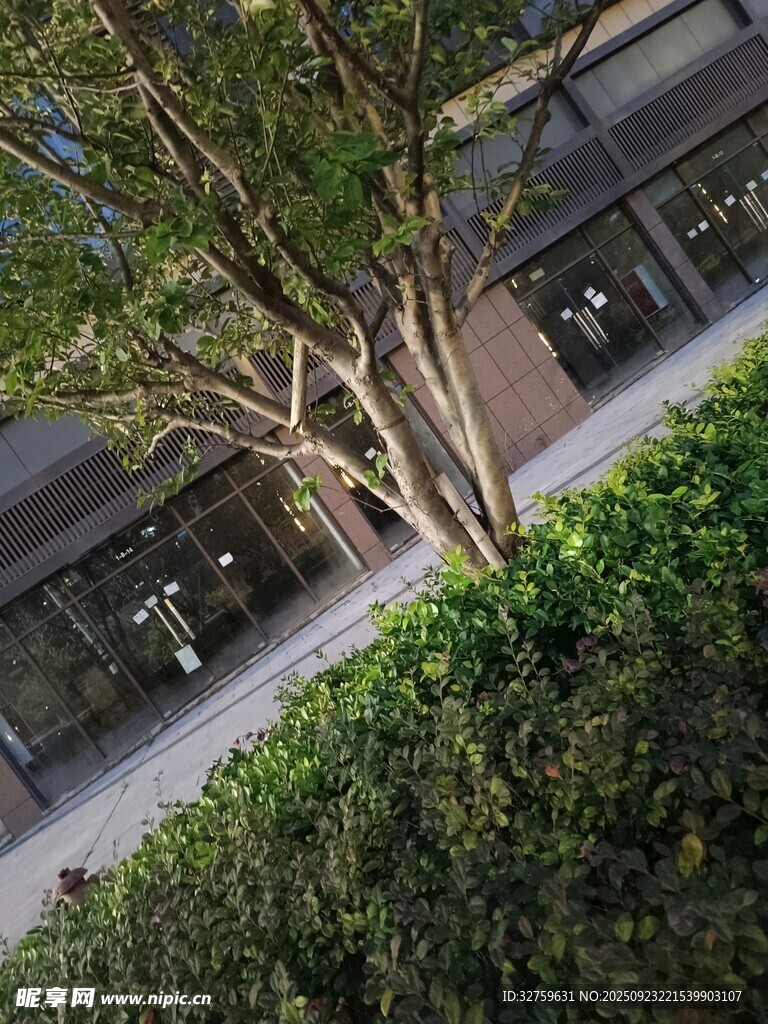 城市中繁茂的树木与绿植