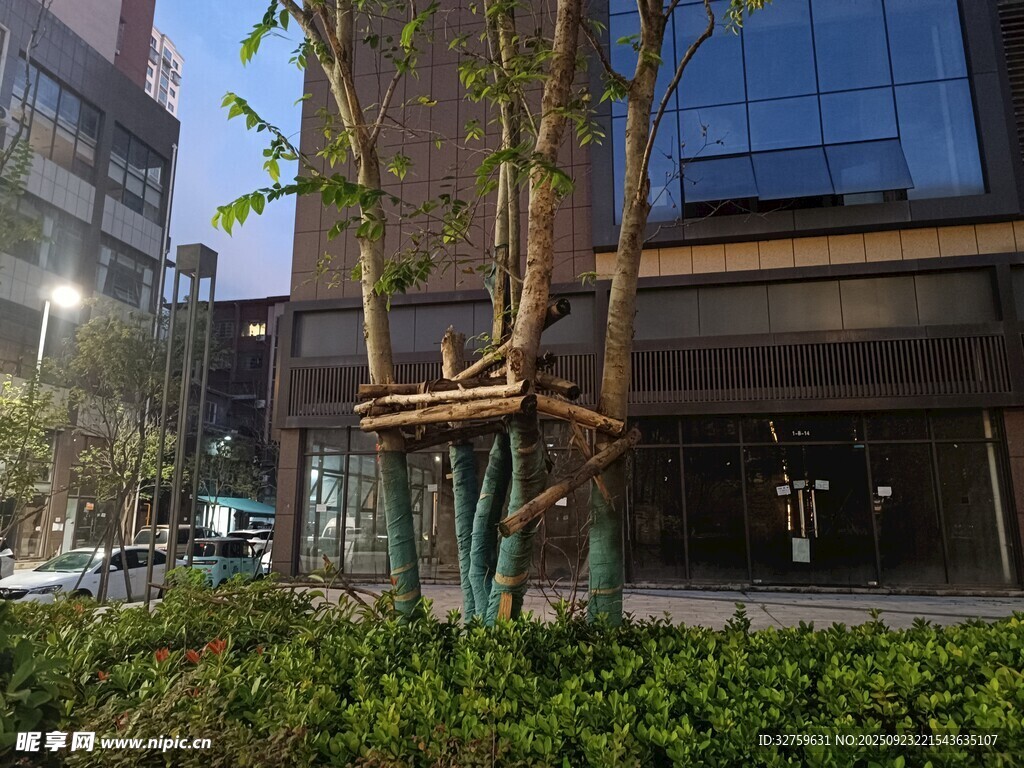 城市街边绿植景观