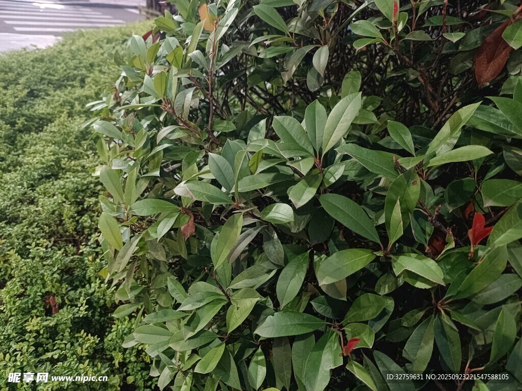 绿叶繁茂的灌木丛
