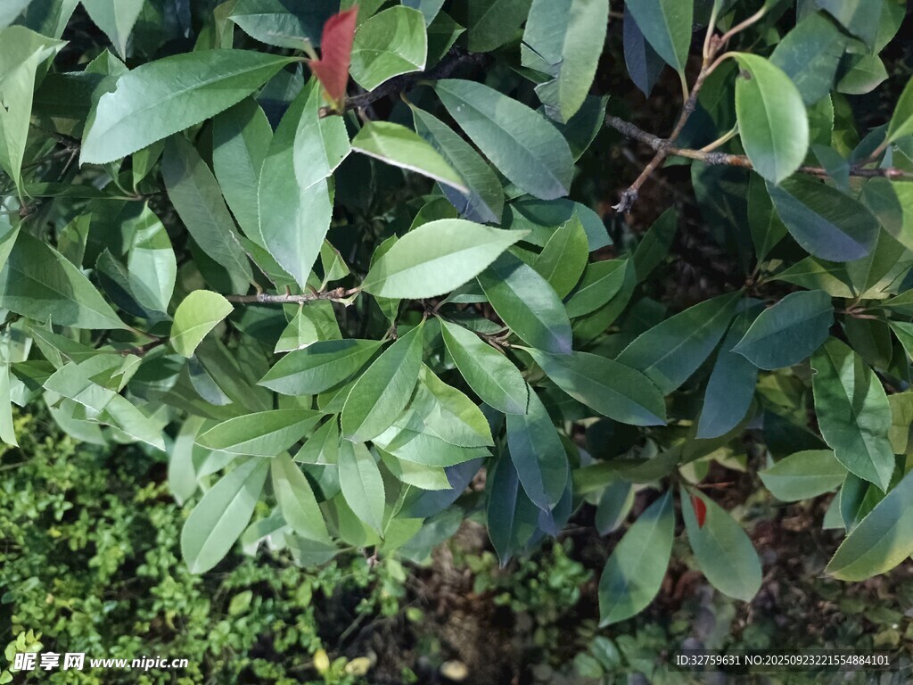 绿叶繁茂的植物景观