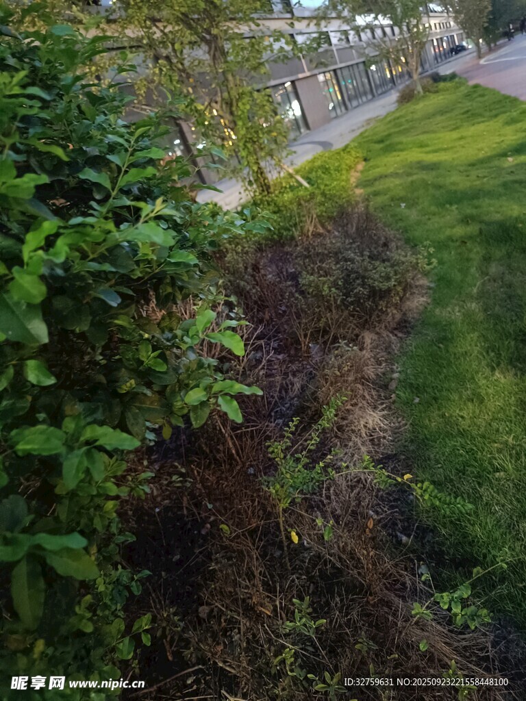 俯瞰绿植与街道景观