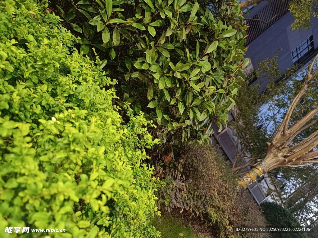 绿意盎然的庭院绿植景观