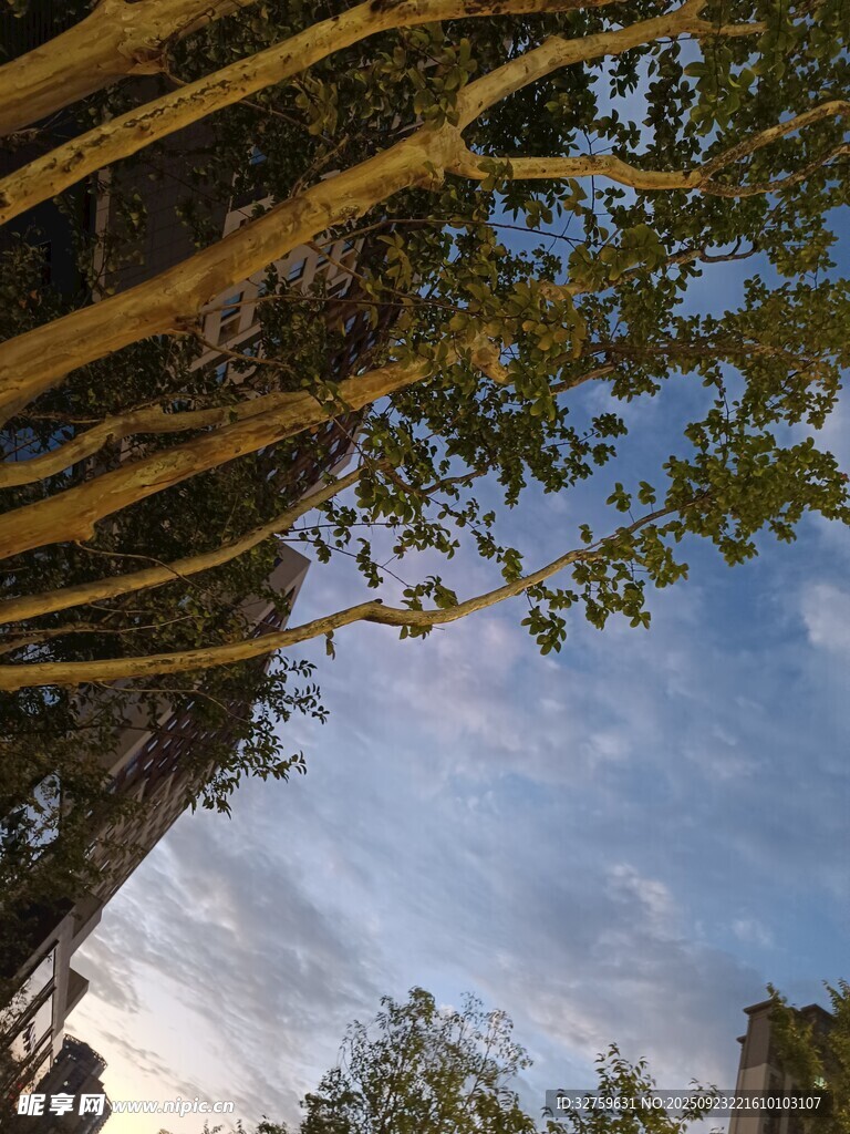 仰视金黄树枝与蓝天