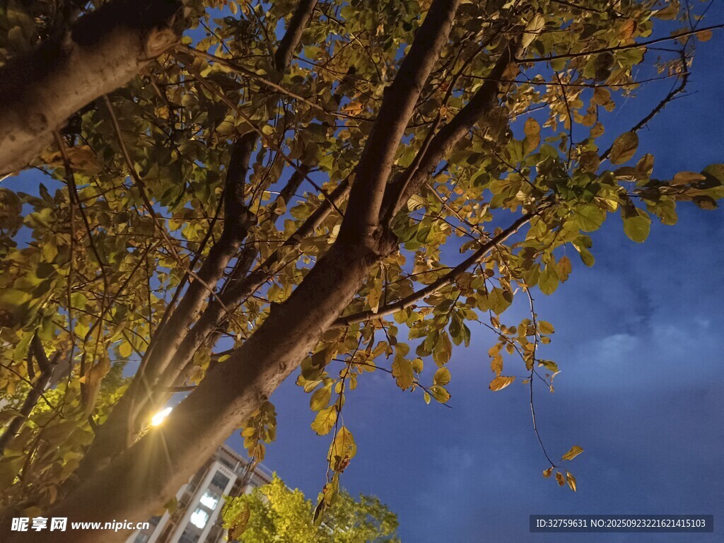 夜幕下的树木与明亮路灯