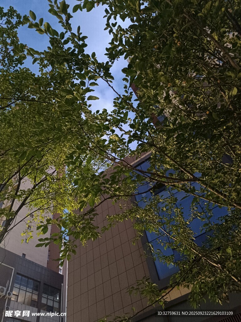 透过枝叶看建筑一角