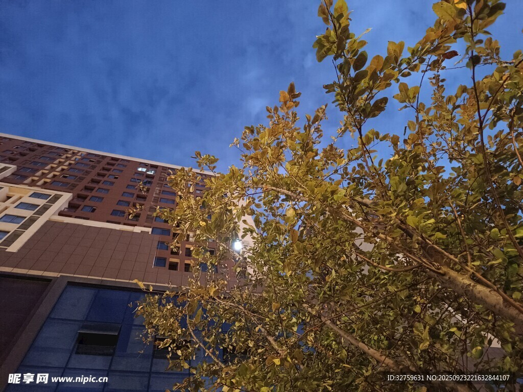 秋日建筑旁的葱郁树木