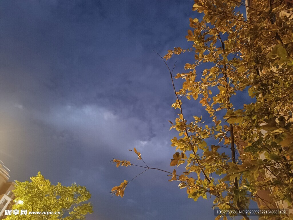 秋日黄昏下的树木与天空