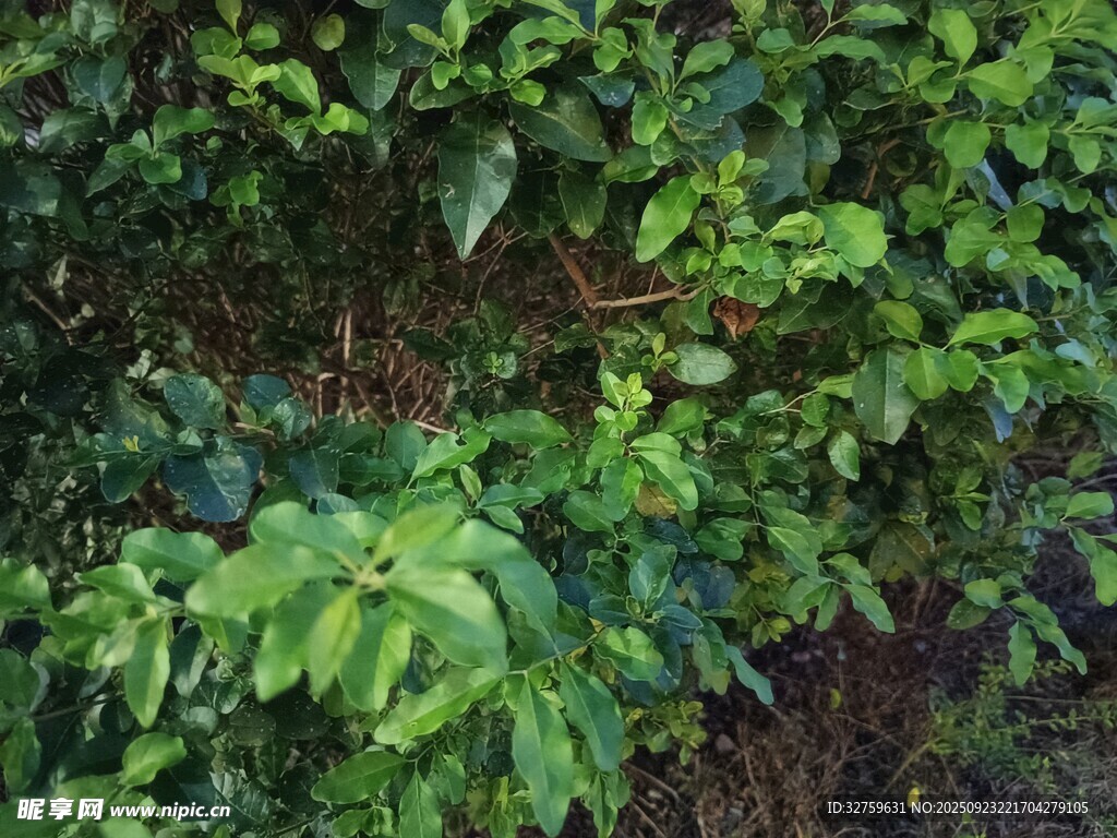 繁茂绿植景观