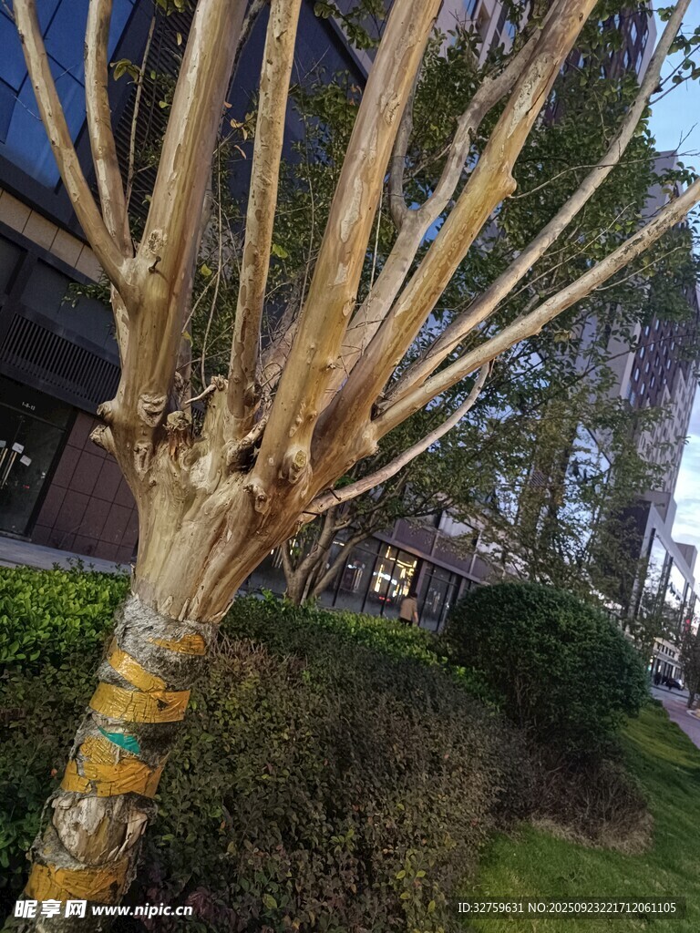 冬日光秃树干与周边绿植