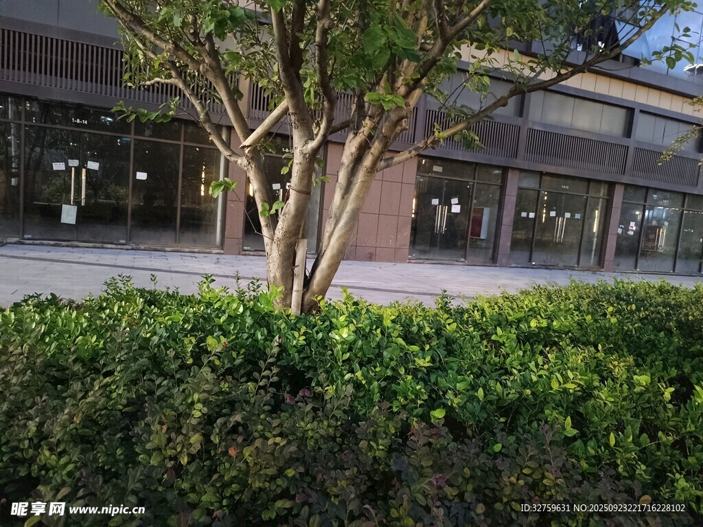 庭院绿植景观