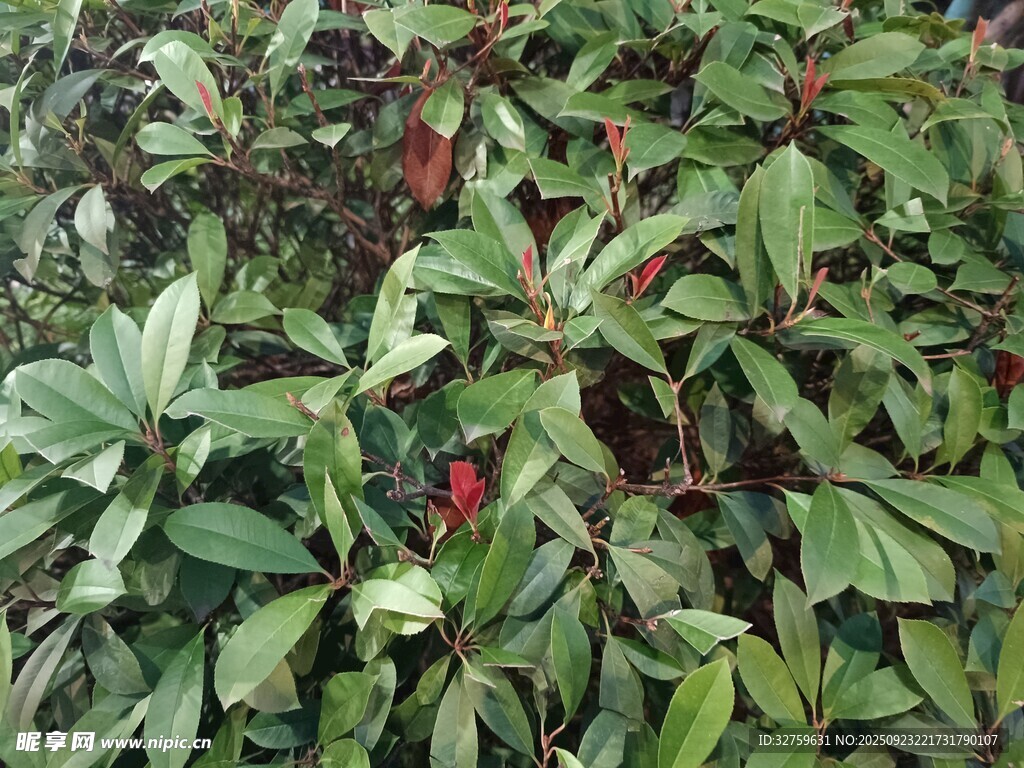 绿叶间的红色植物