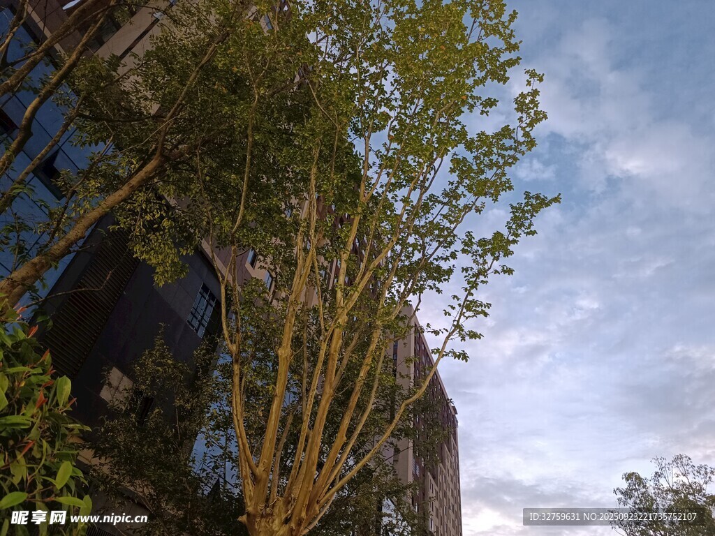 户外绿植与建筑景致