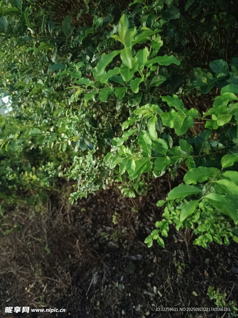 繁茂绿植下的泥土景象