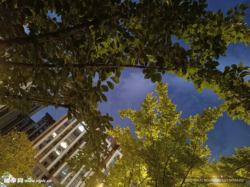 夜幕下的树木与楼宇
