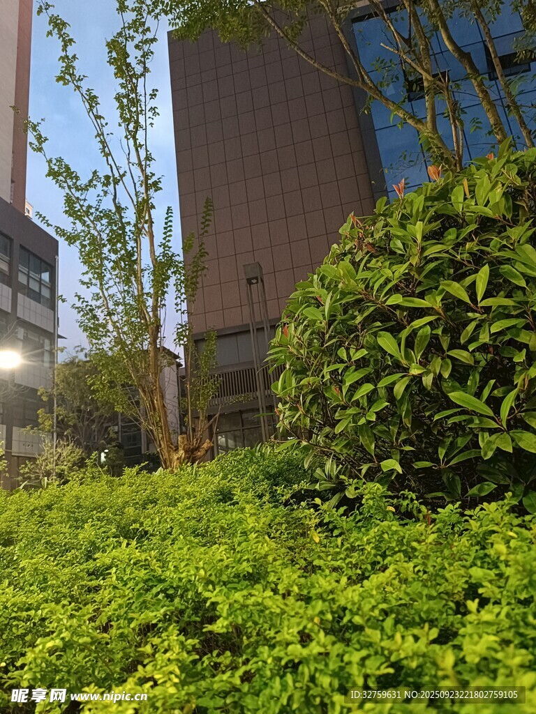 城市中葱郁的绿植景观