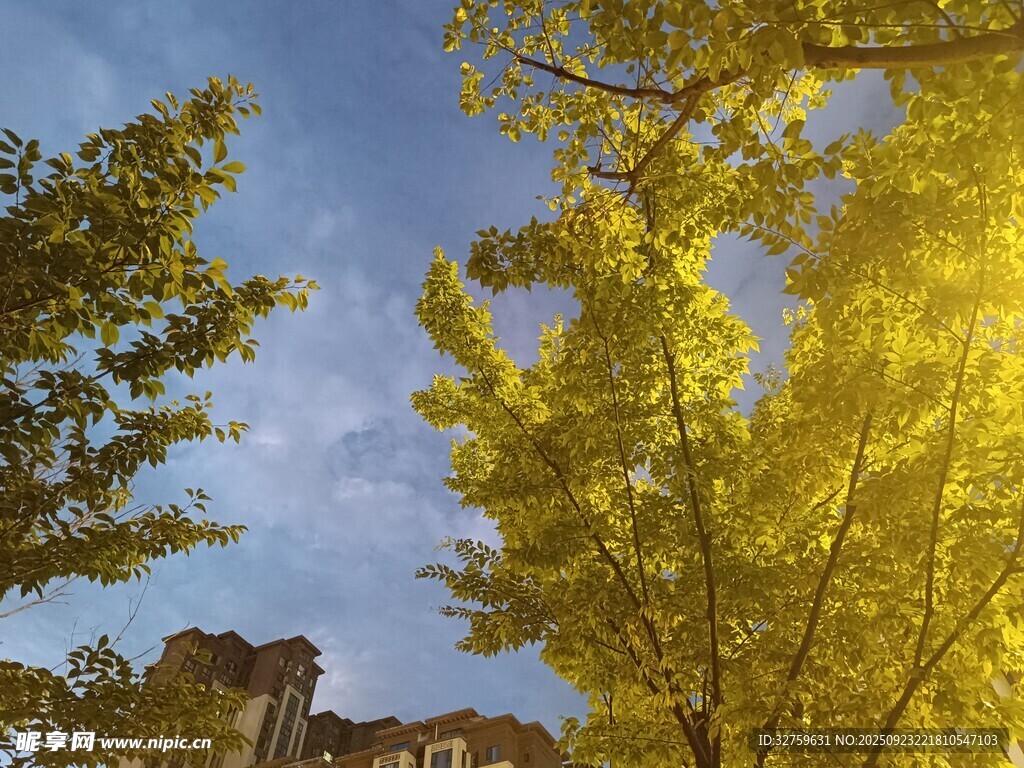 秋日银杏下的蓝天美景