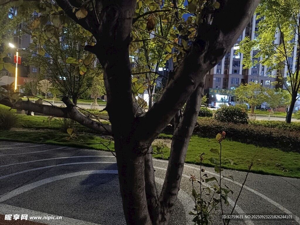 夜晚公园树木与道路景象