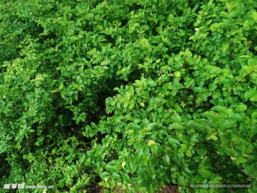 翠绿繁茂的绿植景观