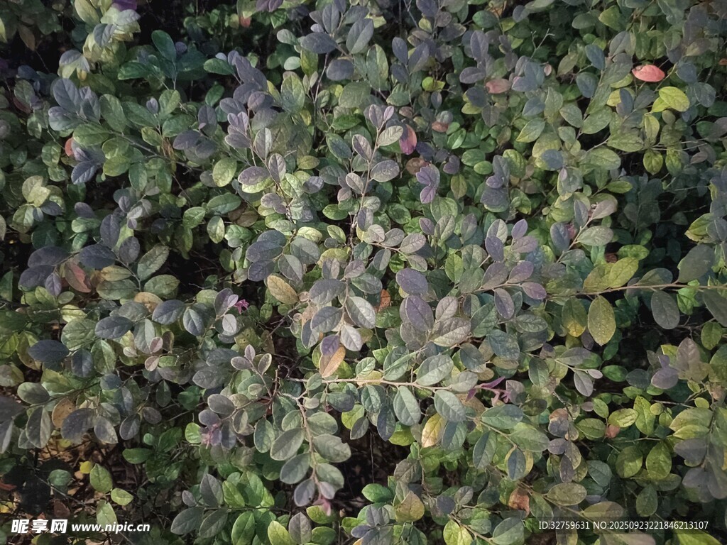 繁茂绿植景观