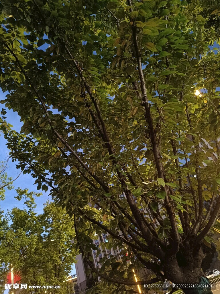 繁茂大树展现自然生机