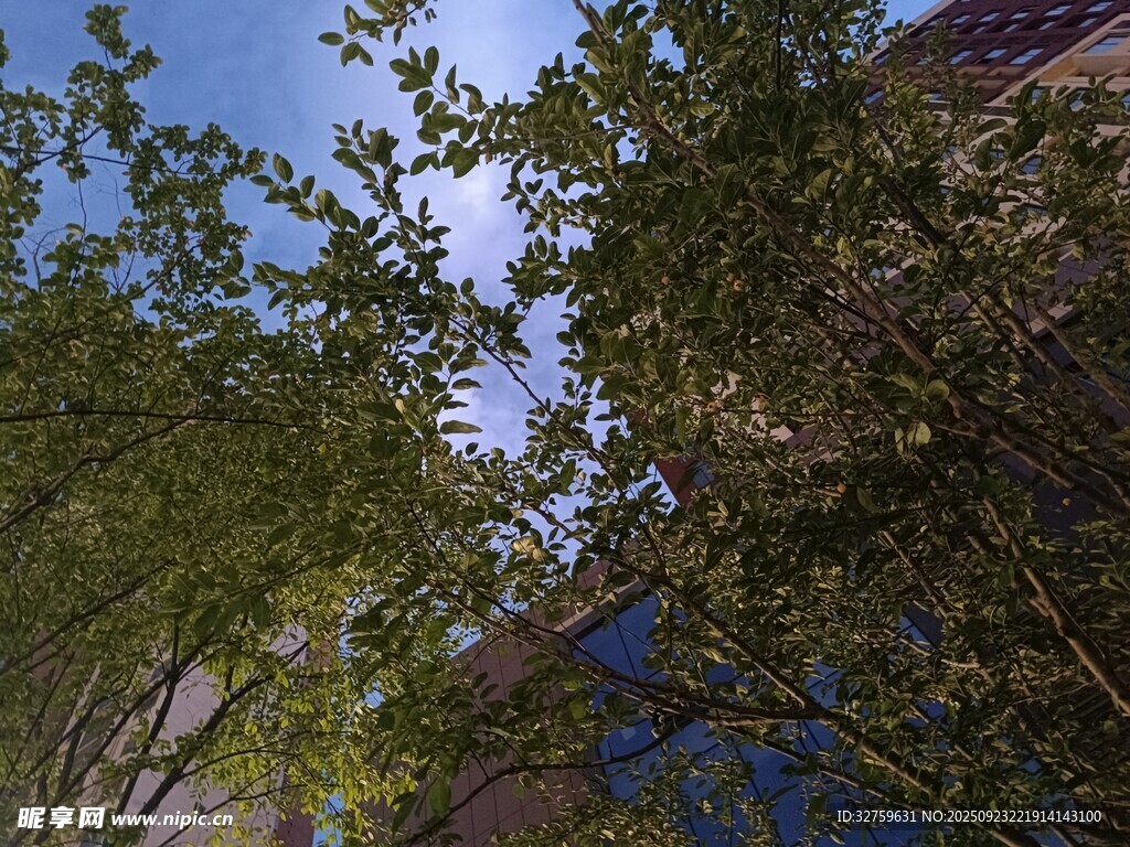 蓝天绿树旁的建筑一角