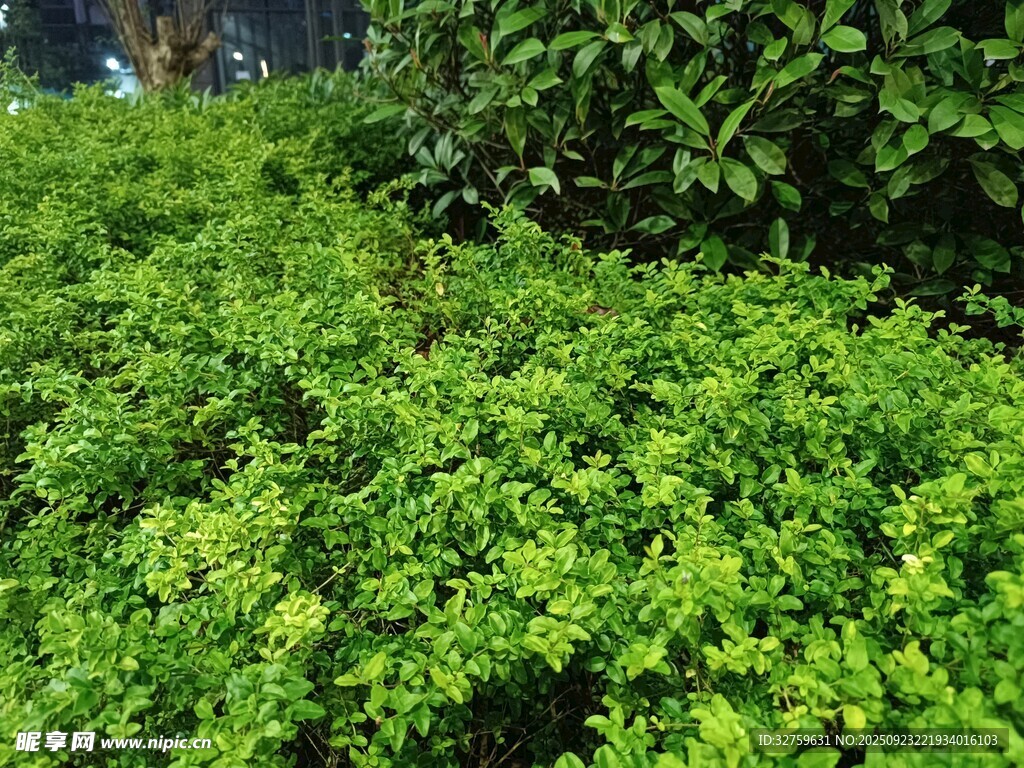 翠绿繁茂的低矮绿植景观
