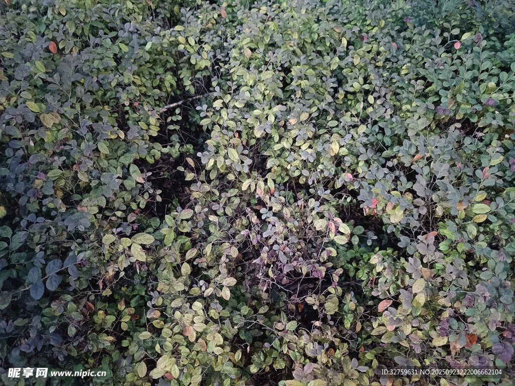 茂密绿植景观