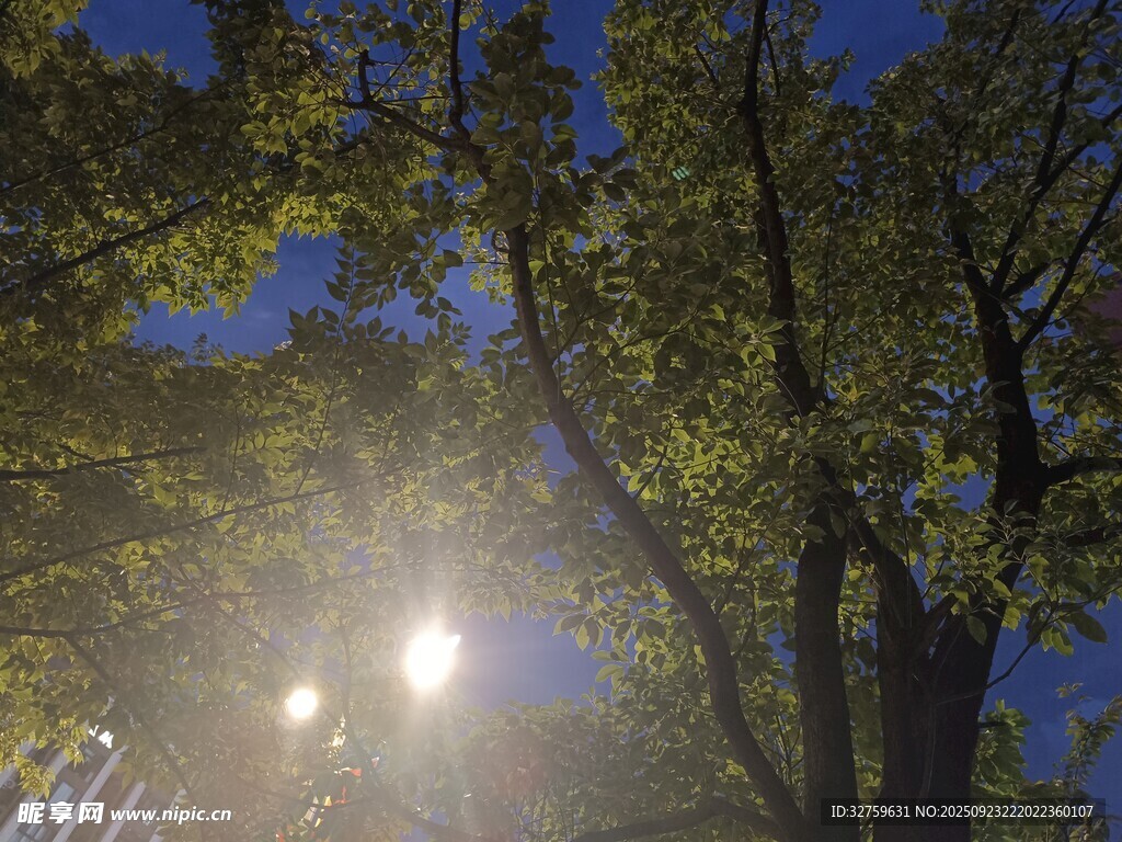 夜幕下树间的明亮灯光