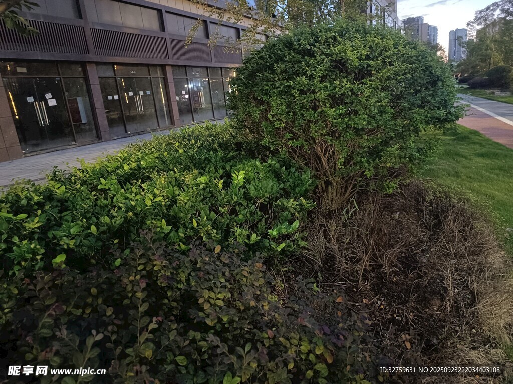 街边绿植景观