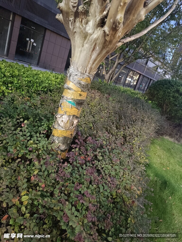 树干缠绕彩带的绿植景观