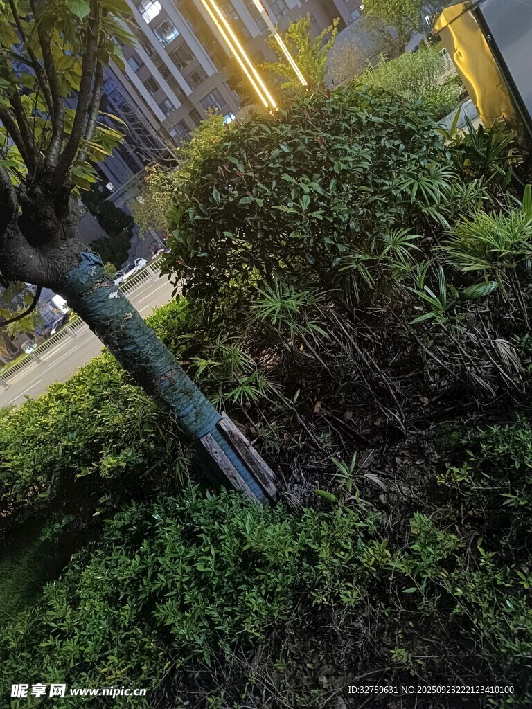 夜晚路边绿植景观