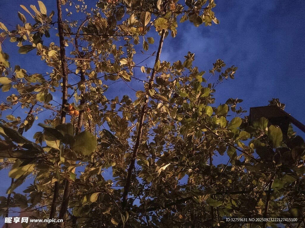 夜幕下的枝叶景观