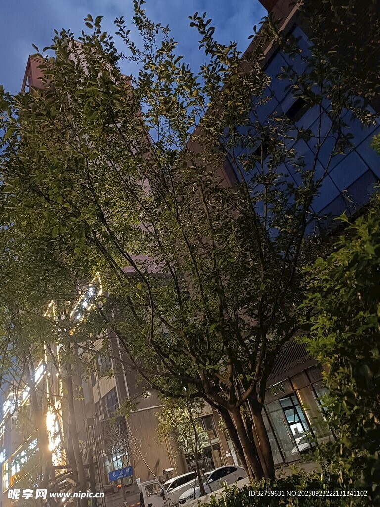 城市街道夜景中的繁茂树木