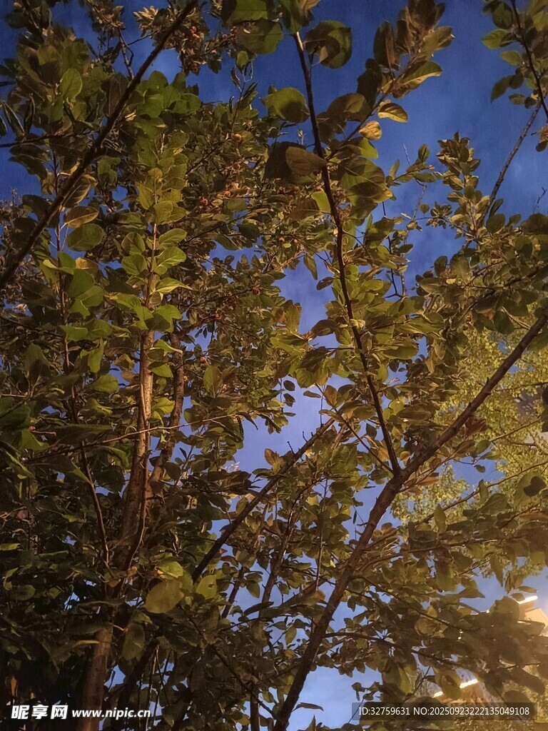 仰望枝叶间的蓝天
