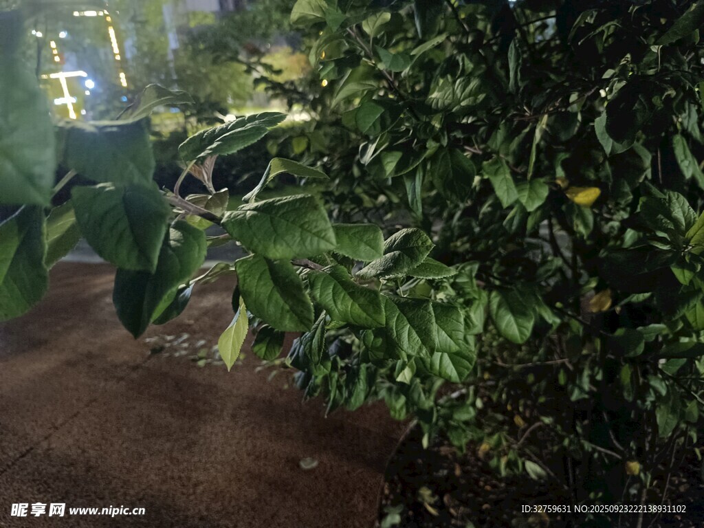 夜间绿植景象