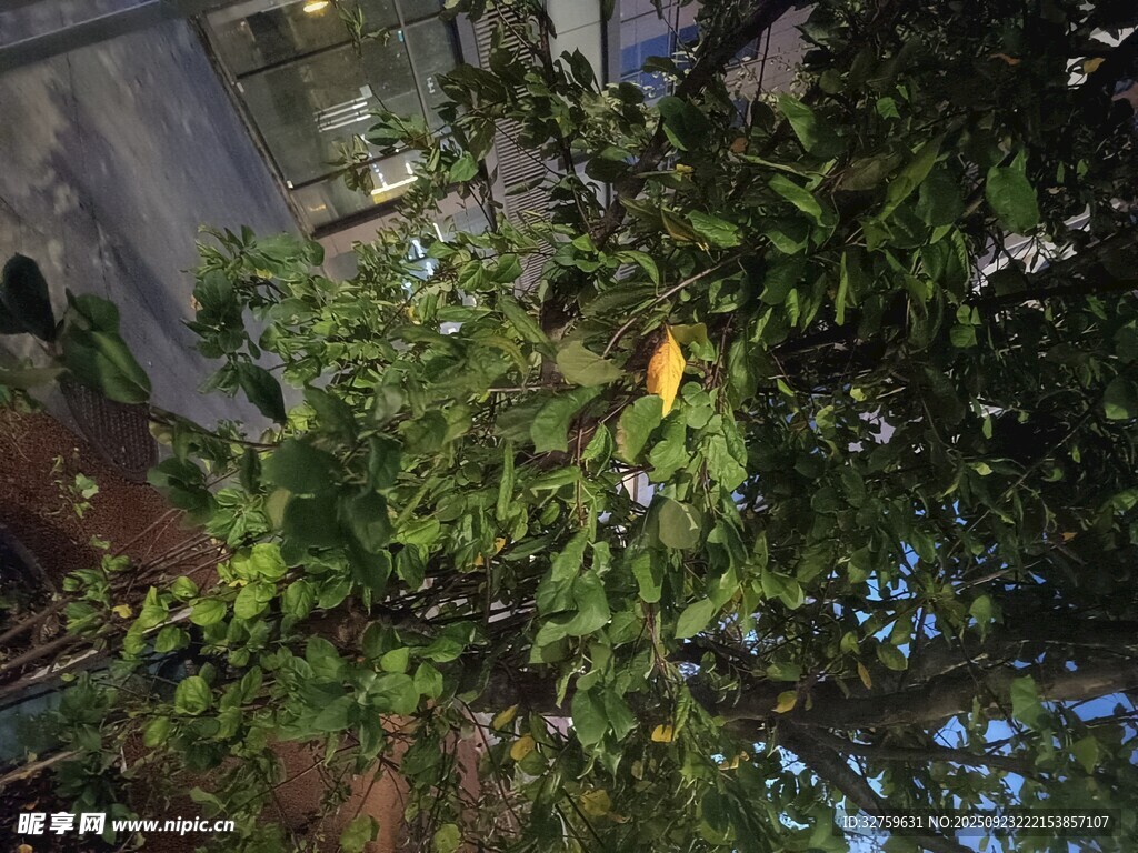 树上的黄色小鸟