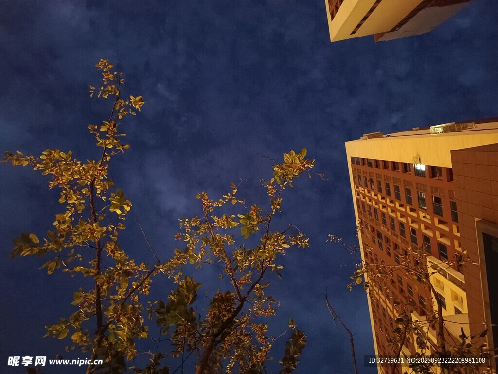夜空下的建筑与树木