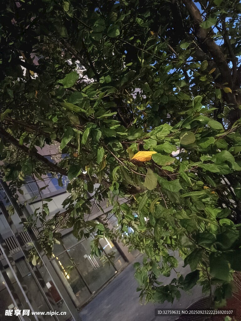树上挂着的黄色果实